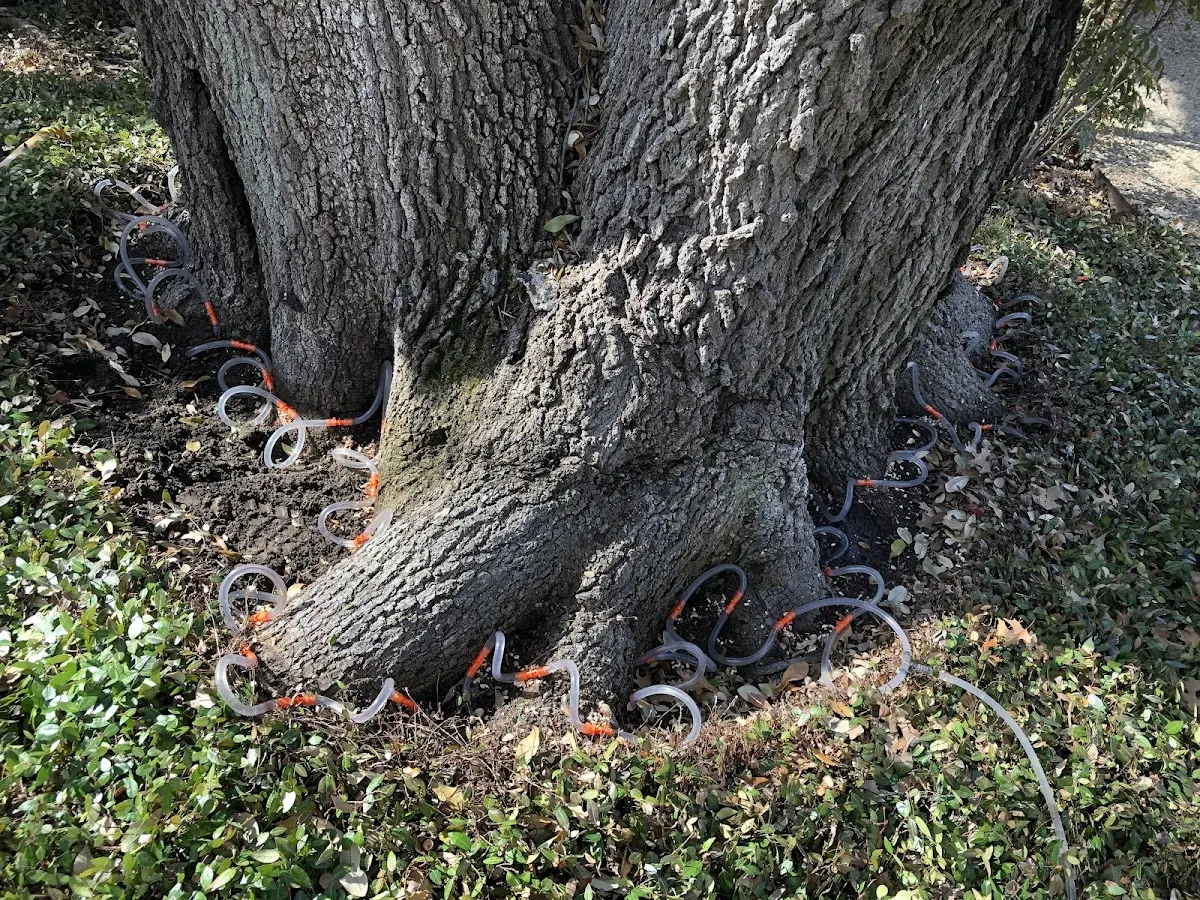 Detailed Shrub and Hedge Trimming job site in Pamplin